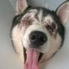 Chú chó được phát hiện khi bị thương nặng ở mắt
