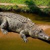 Cá sấu lớn nhất thế giới nước mặn (Crocodylus porosus)