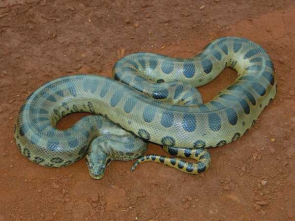 Trăn Anaconda xanh (Eunectes murinus)
