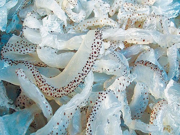 Cách bảo quản sứa biển được lâu
