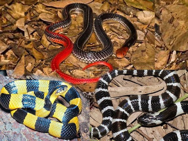 Rắn cạp nong (banded krait)