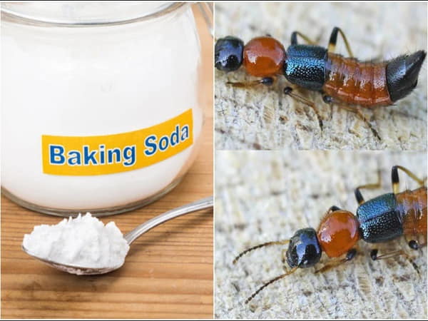 Cách diệt kiến ba khoang bằng phấn rôm hoặc bột baking soda