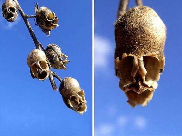 Tên các loài hoa lạ - Hoa quỷ đầu lâu (snapdragon seed pods)