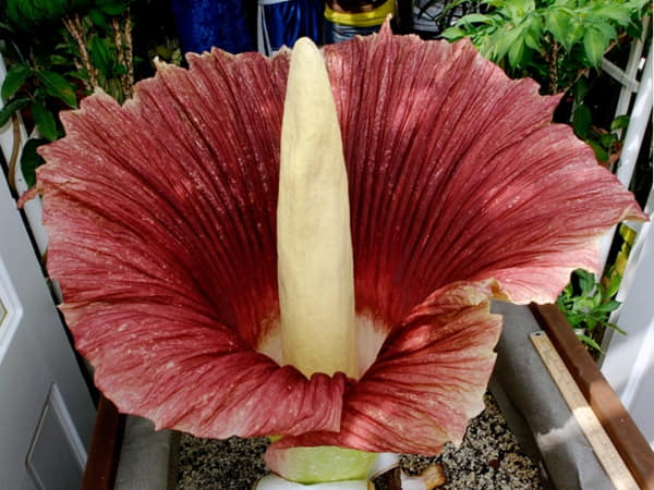 Tên các loài hoa lạ Hoa Xác Thối (Amorphophallus titanum)