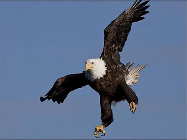 Loại chim quý hiếm - Đại bàng đầu trắng (haliaeetus leucocephalus)