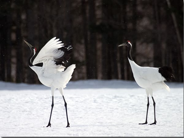 Chim hạc đen nhật bản (grus japonensis)