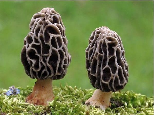 Nấm Morel – hương vị cao cấp