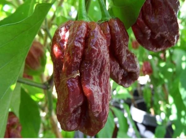 7 Pot Douglah: Vẻ đẹp cay nồng nàn