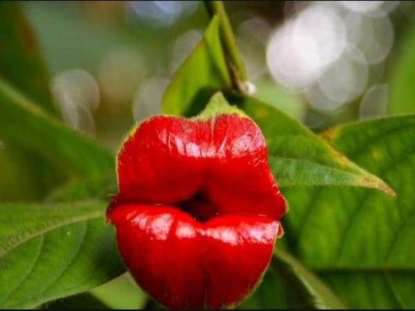 Hoa Lan Môi (Psychotria elata)