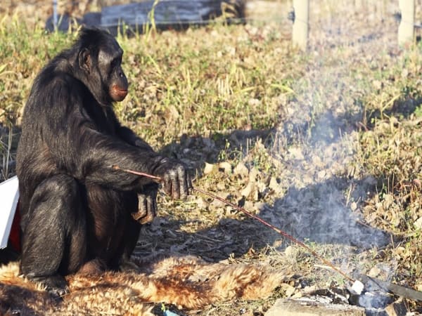 Loài vượn Bonobo